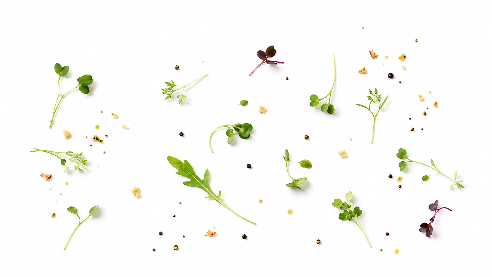 Pousses et herbes du marché